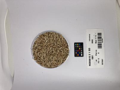 Click for 1 image(s) for this accession. SEED
